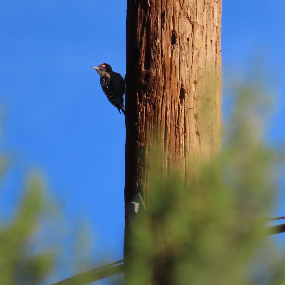 Ladder-backed Woodpecker - ML644658979