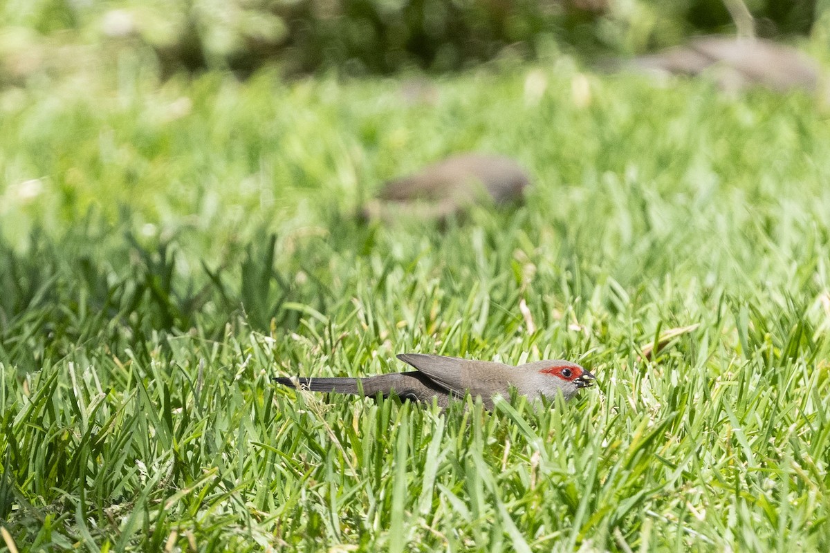 Common Waxbill - ML644658980