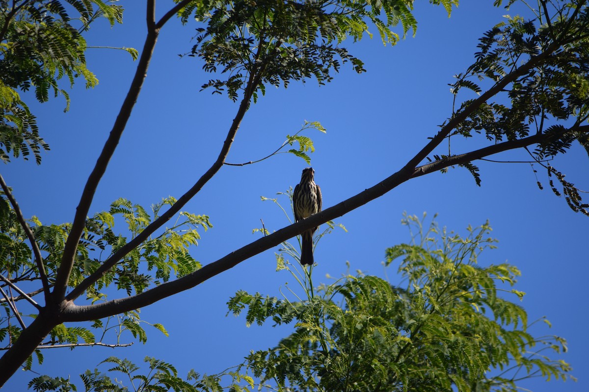 Çizgili Büyük Tiran - ML644658982