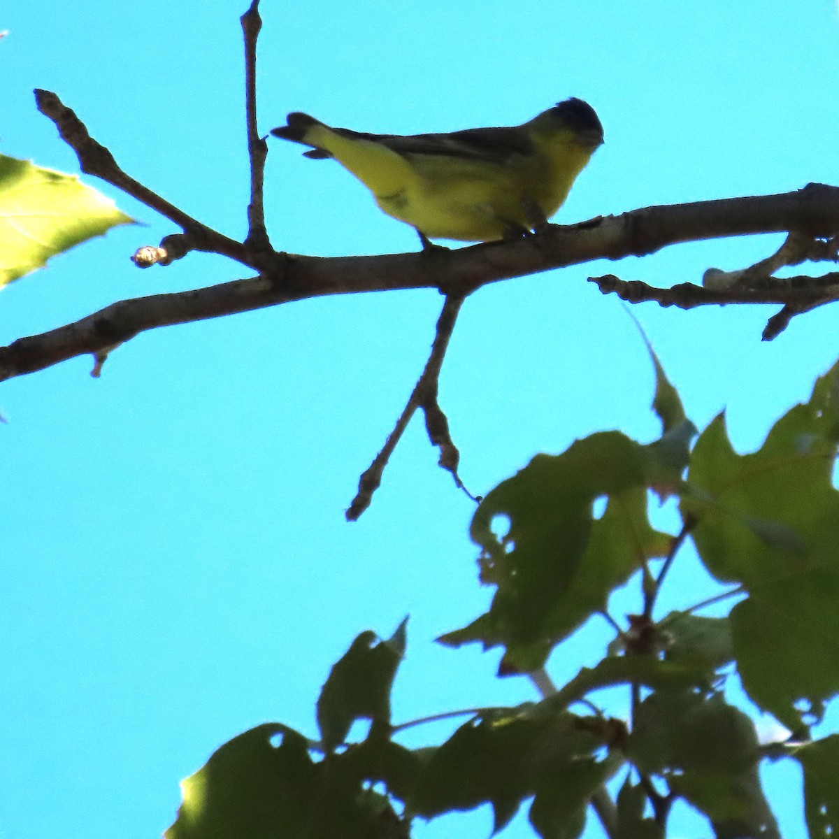 Lesser Goldfinch - ML644658985