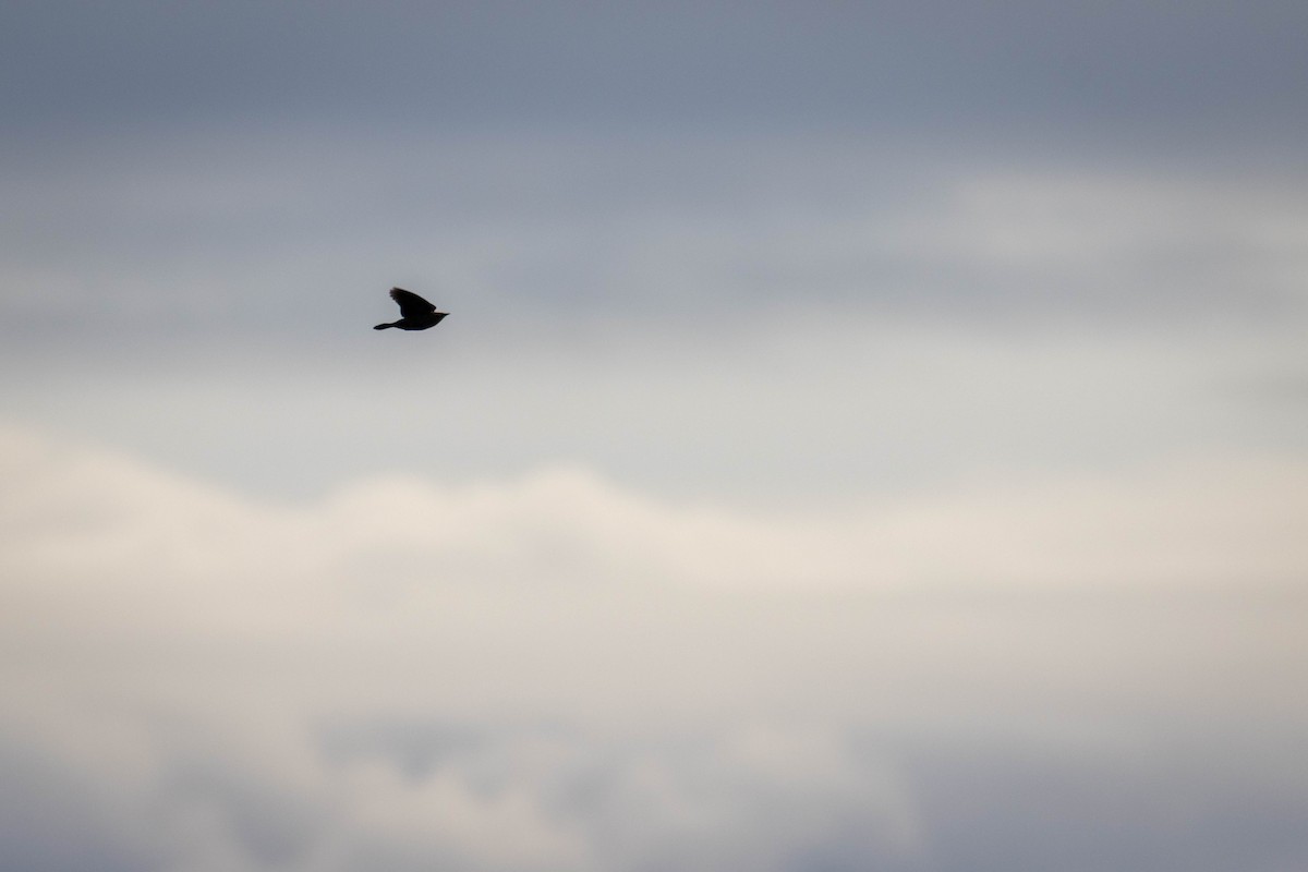 Rusty Blackbird - ML644658995