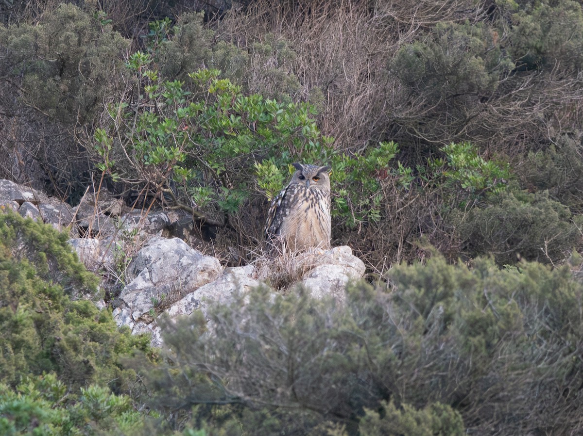 ワシミミズク - ML644658997