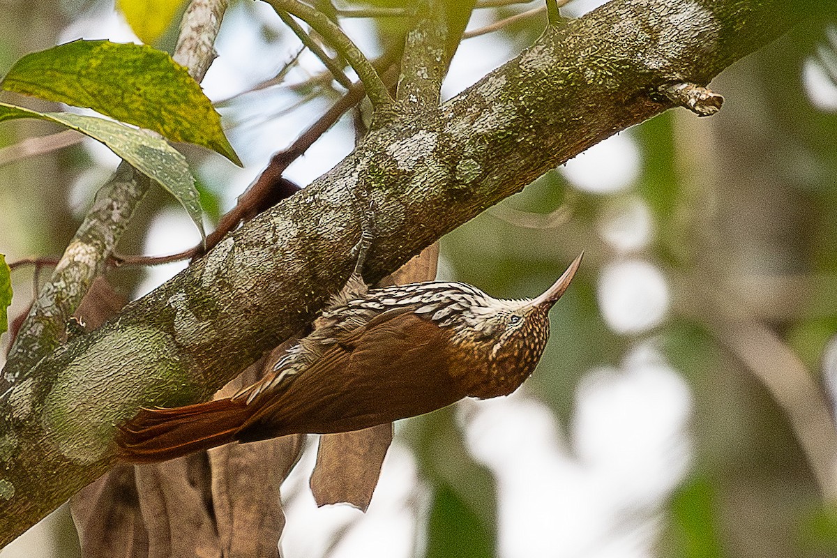 ウロコオニキバシリ - ML644658998