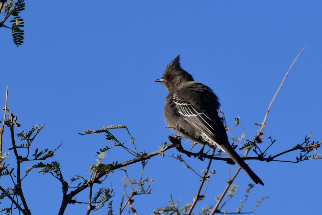 Phainopepla - ML644658999