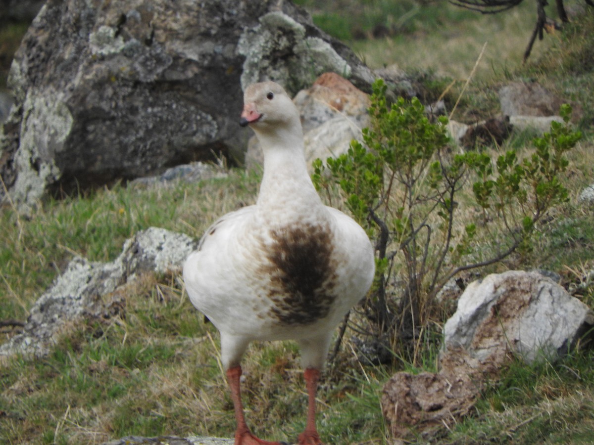 アンデスガン - ML644659000