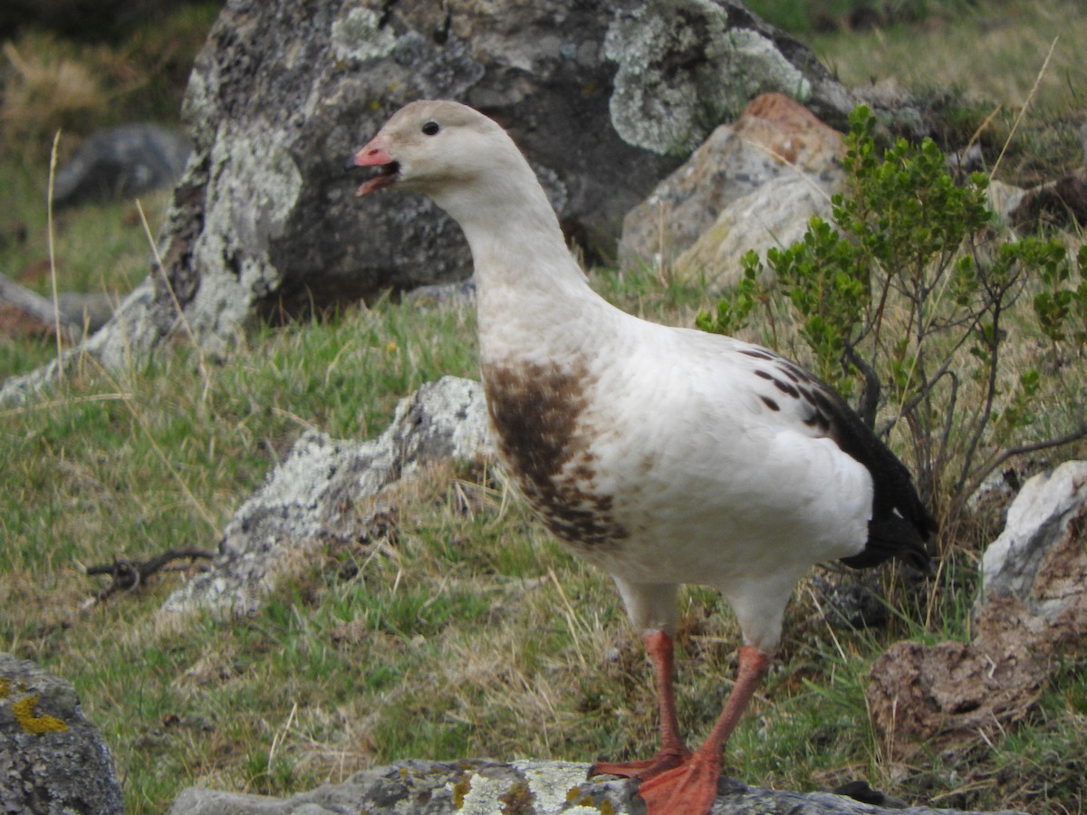 アンデスガン - ML644659001