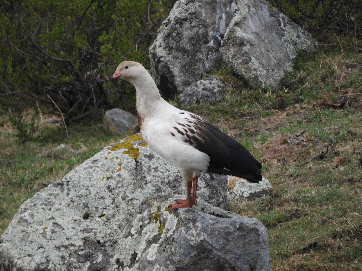 アンデスガン - ML644659002