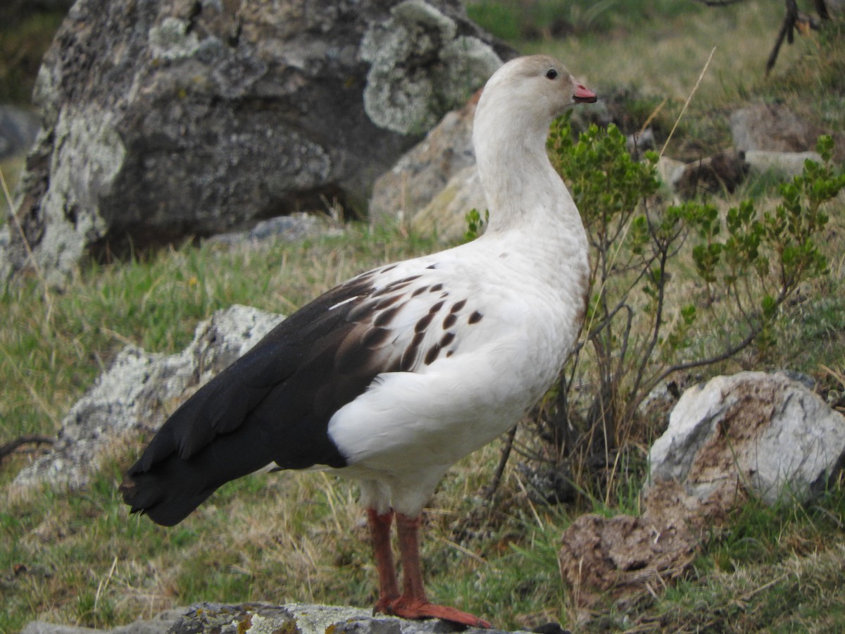 アンデスガン - ML644659003