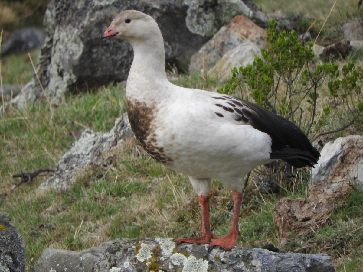 アンデスガン - ML644659004