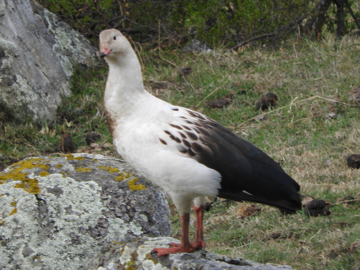 アンデスガン - ML644659005