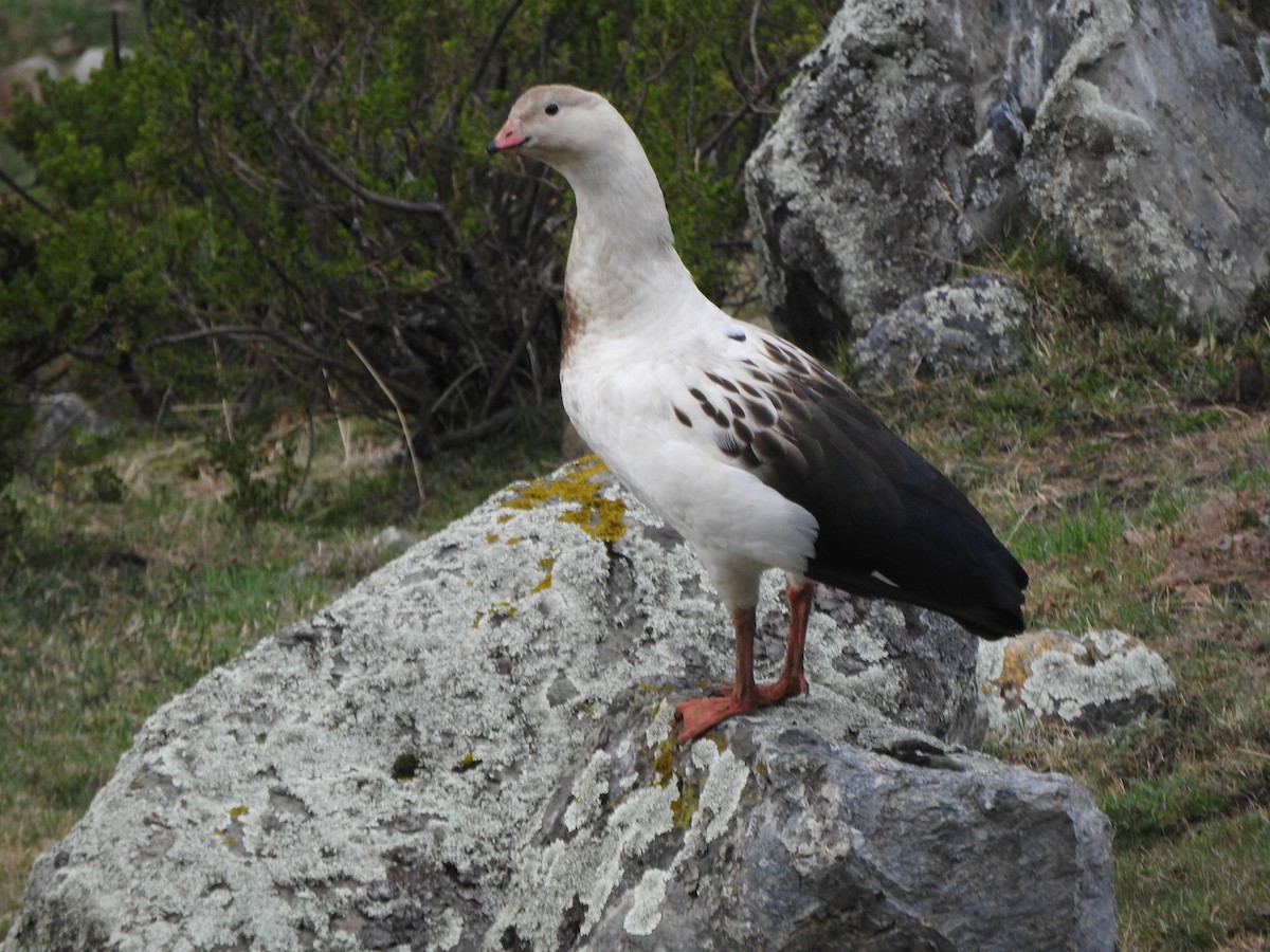 アンデスガン - ML644659006