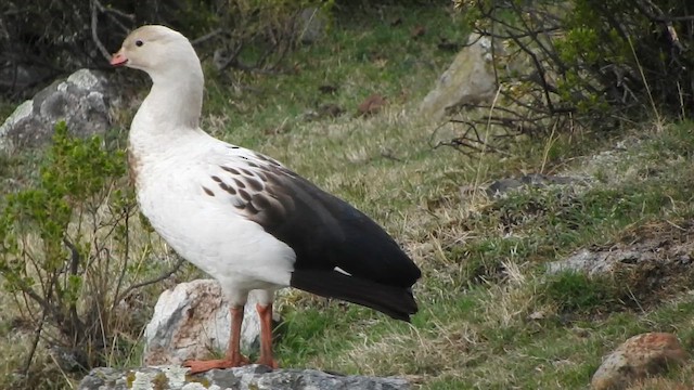 アンデスガン - ML644659009