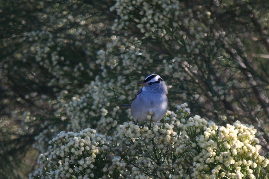 ミヤマシトド（gambelii） - ML644659010
