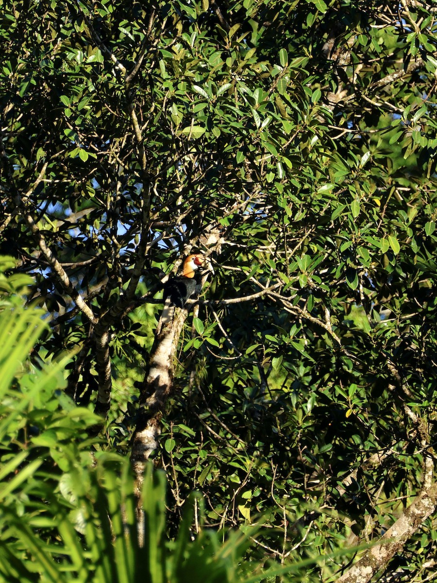 パプアシワコブサイチョウ - ML644659012