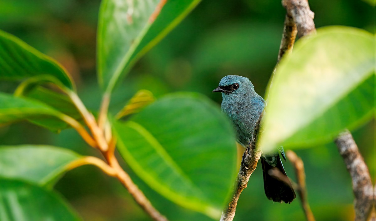 ロクショウヒタキ - ML644659013