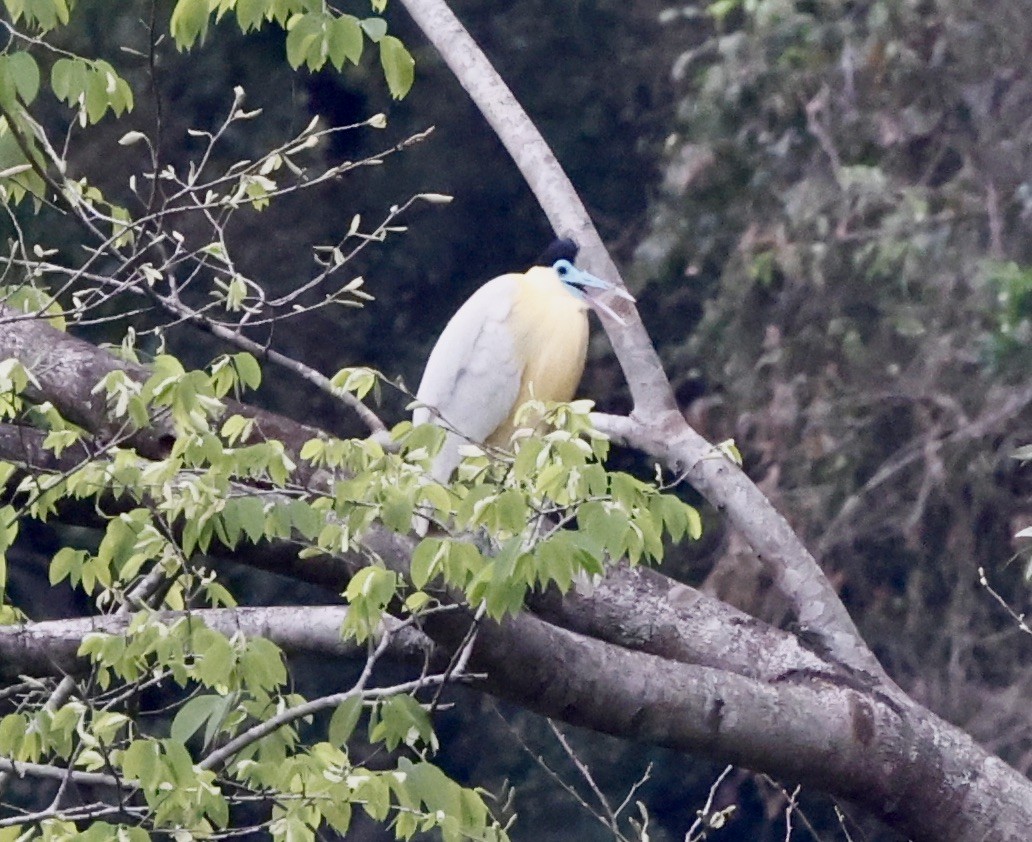 シロゴイサギ - ML644659015