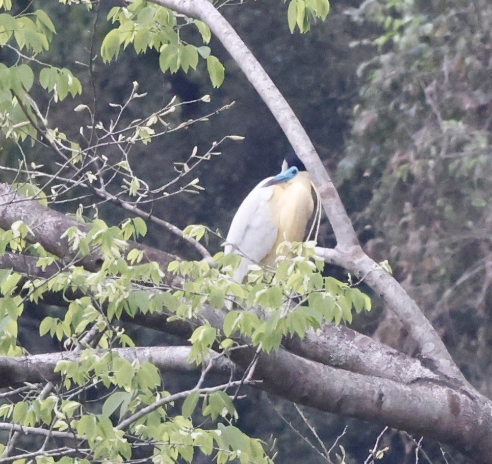 シロゴイサギ - ML644659016