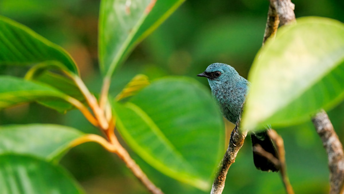 ロクショウヒタキ - ML644659018