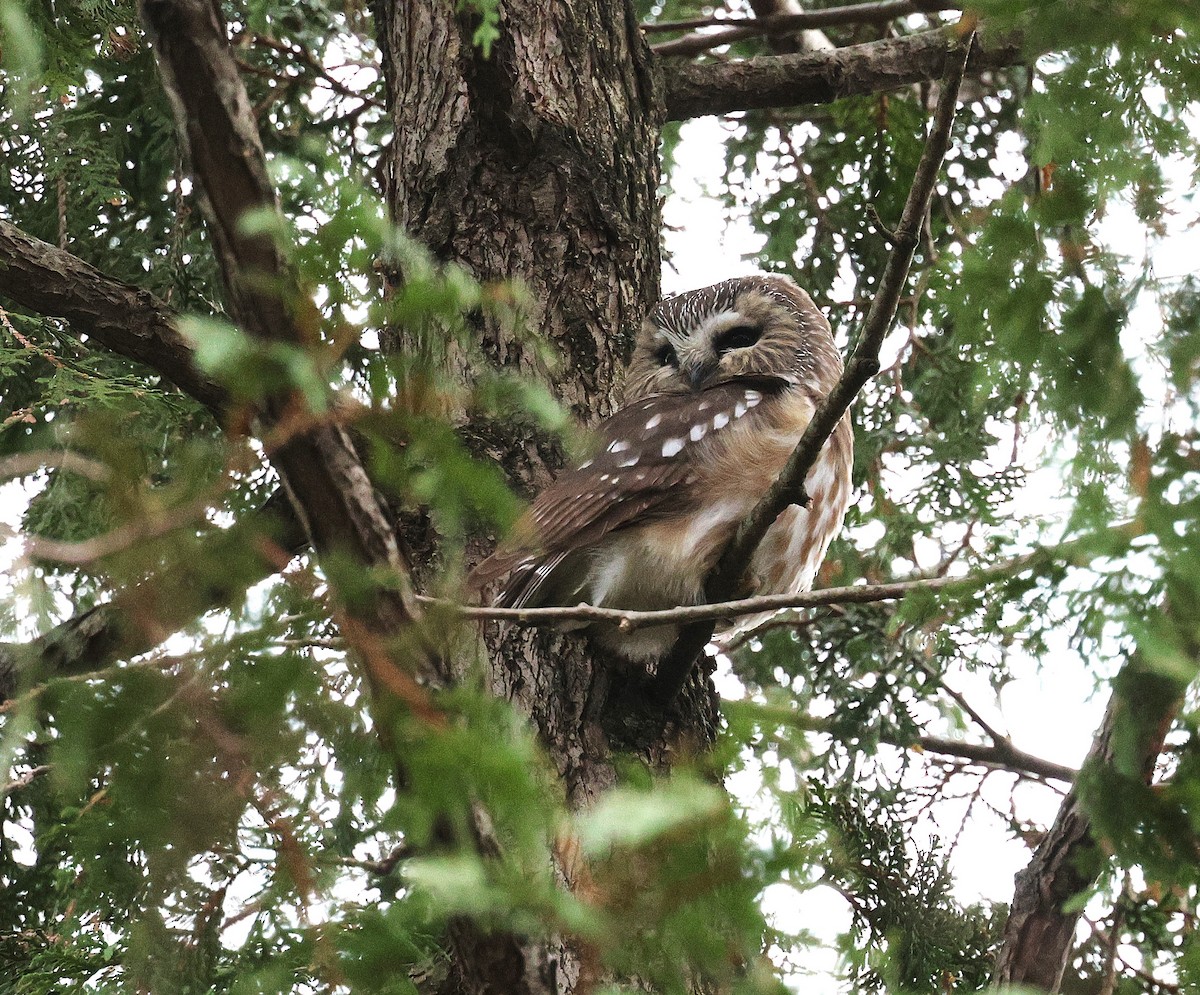 アメリカキンメフクロウ - ML644659019