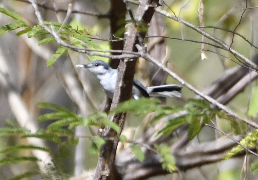 ホオジロズグロブユムシクイ - ML644659020