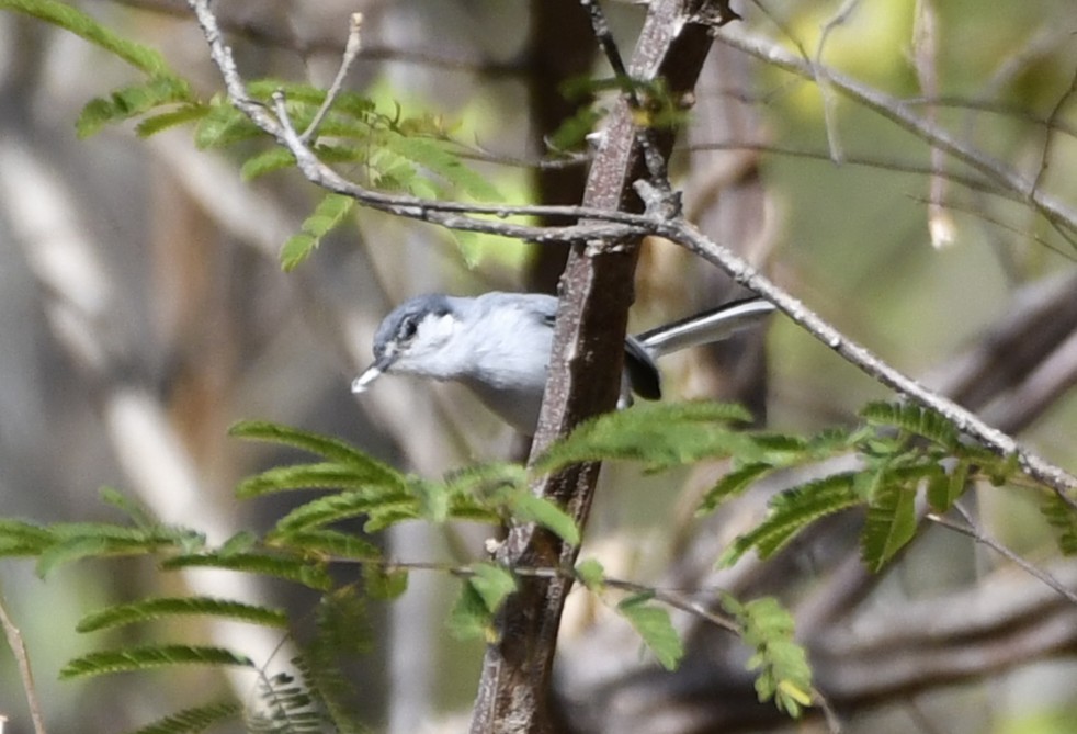 ホオジロズグロブユムシクイ - ML644659021