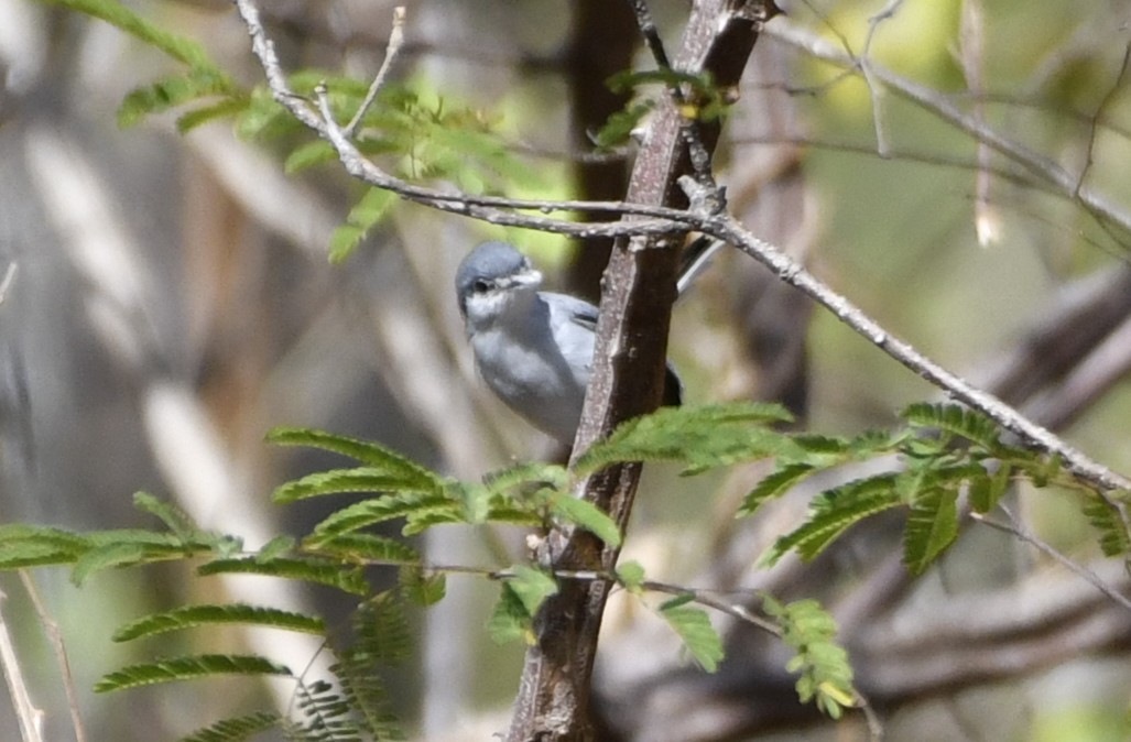 ホオジロズグロブユムシクイ - ML644659022