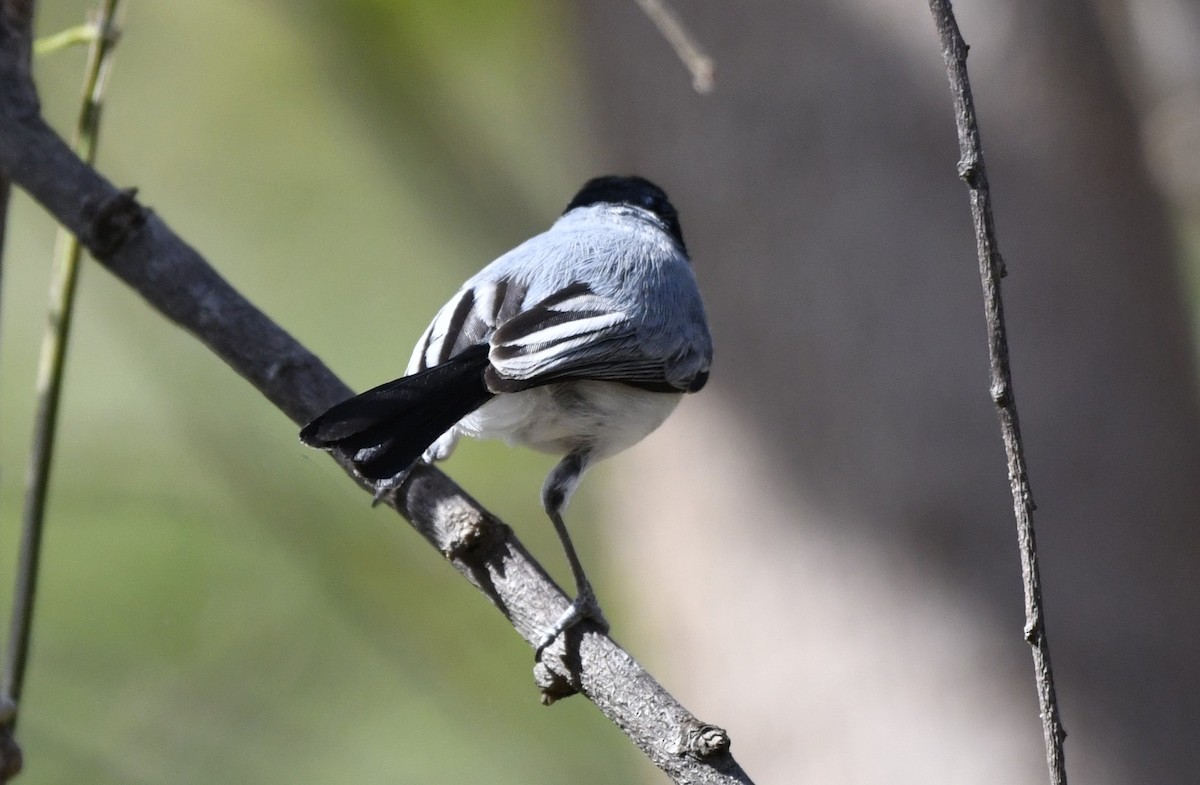 ホオジロズグロブユムシクイ - ML644659023