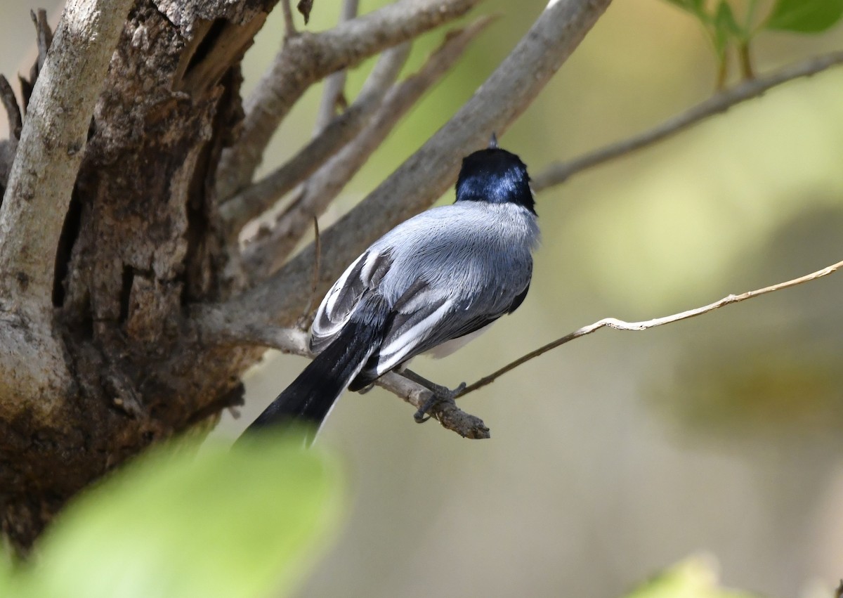 ホオジロズグロブユムシクイ - ML644659025