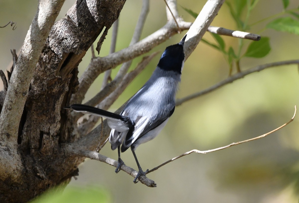 ホオジロズグロブユムシクイ - ML644659026