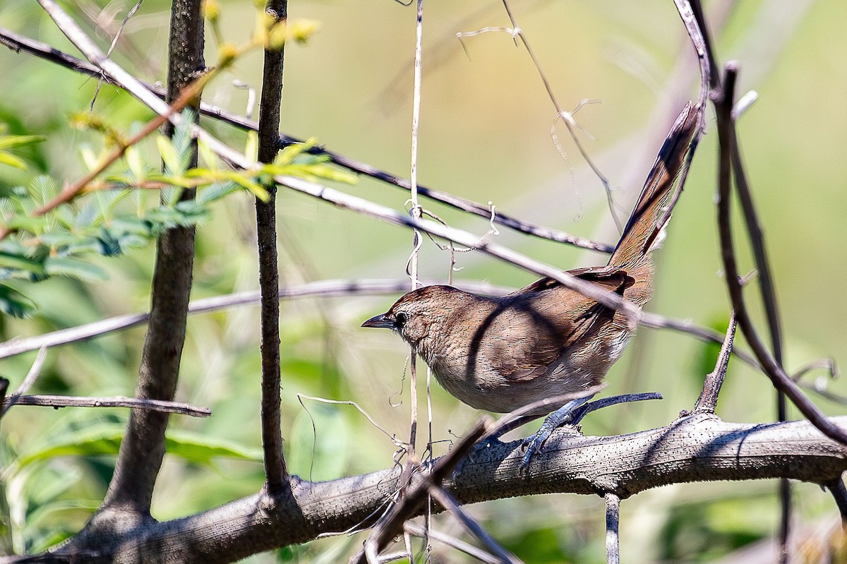 アレチカマドドリ - ML644659034