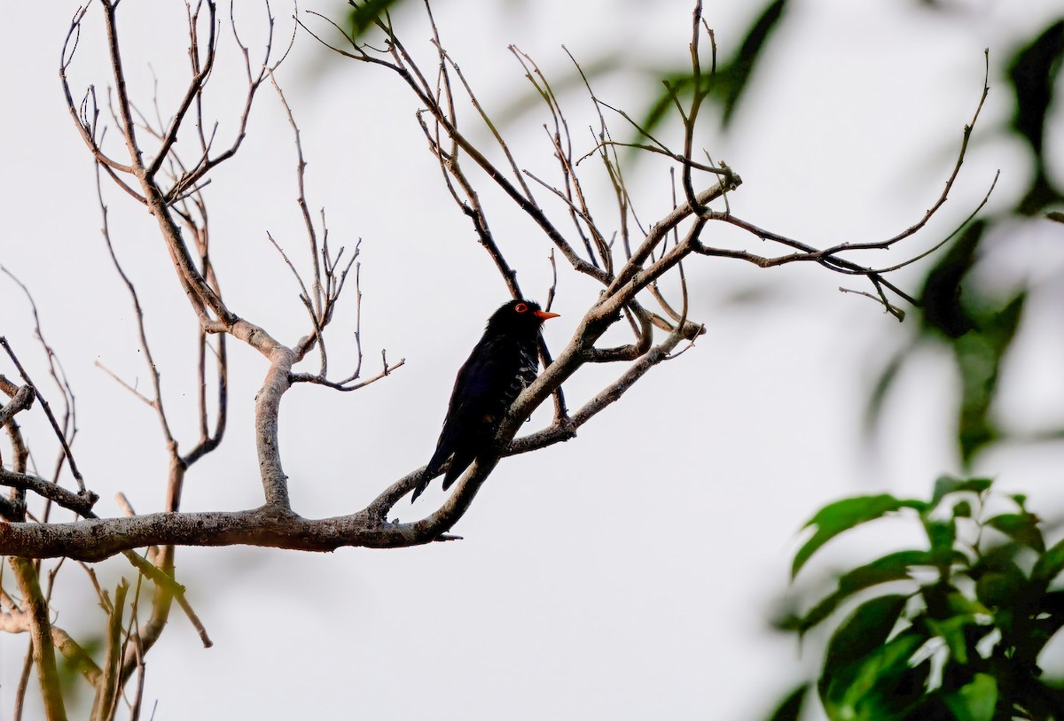 スミレテリカッコウ - ML644659035