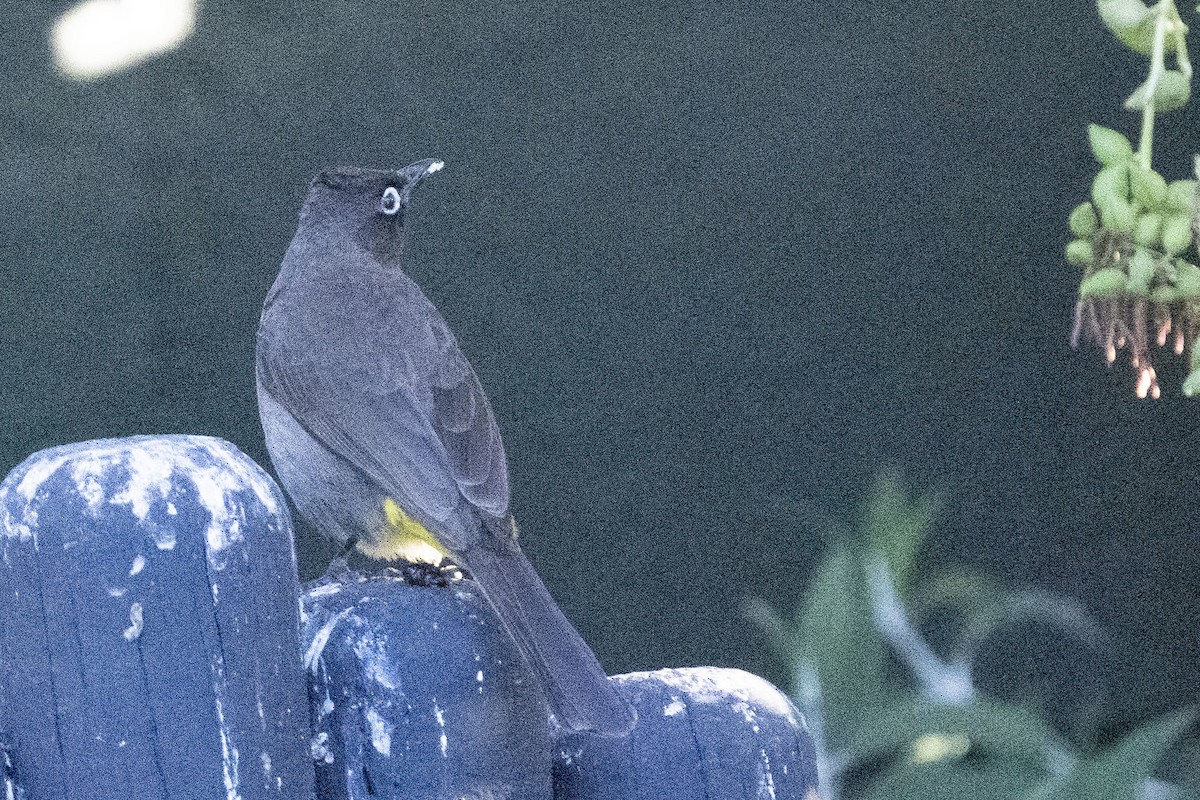 メジロアフリカヒヨドリ - ML644659036