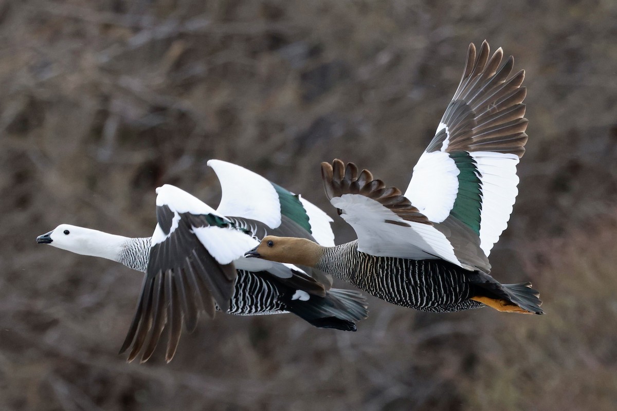 Upland Goose - ML644659037