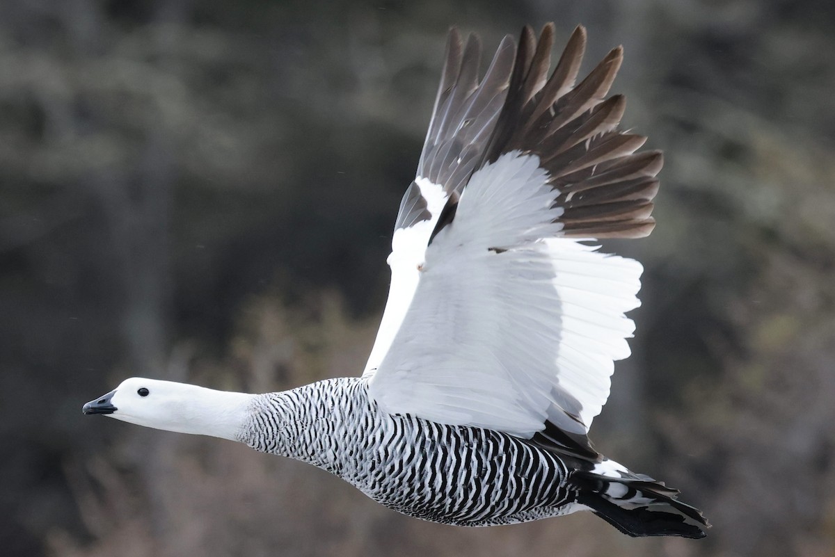 Upland Goose - ML644659038