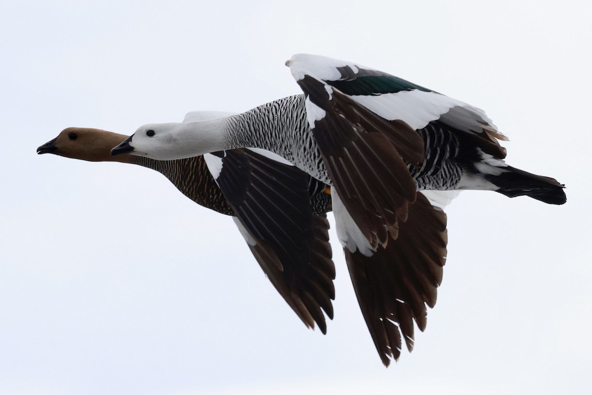 Upland Goose - ML644659039