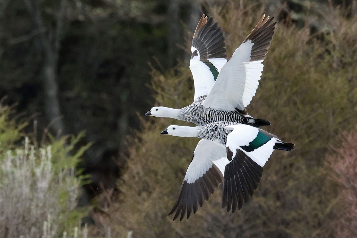 Upland Goose - ML644659040