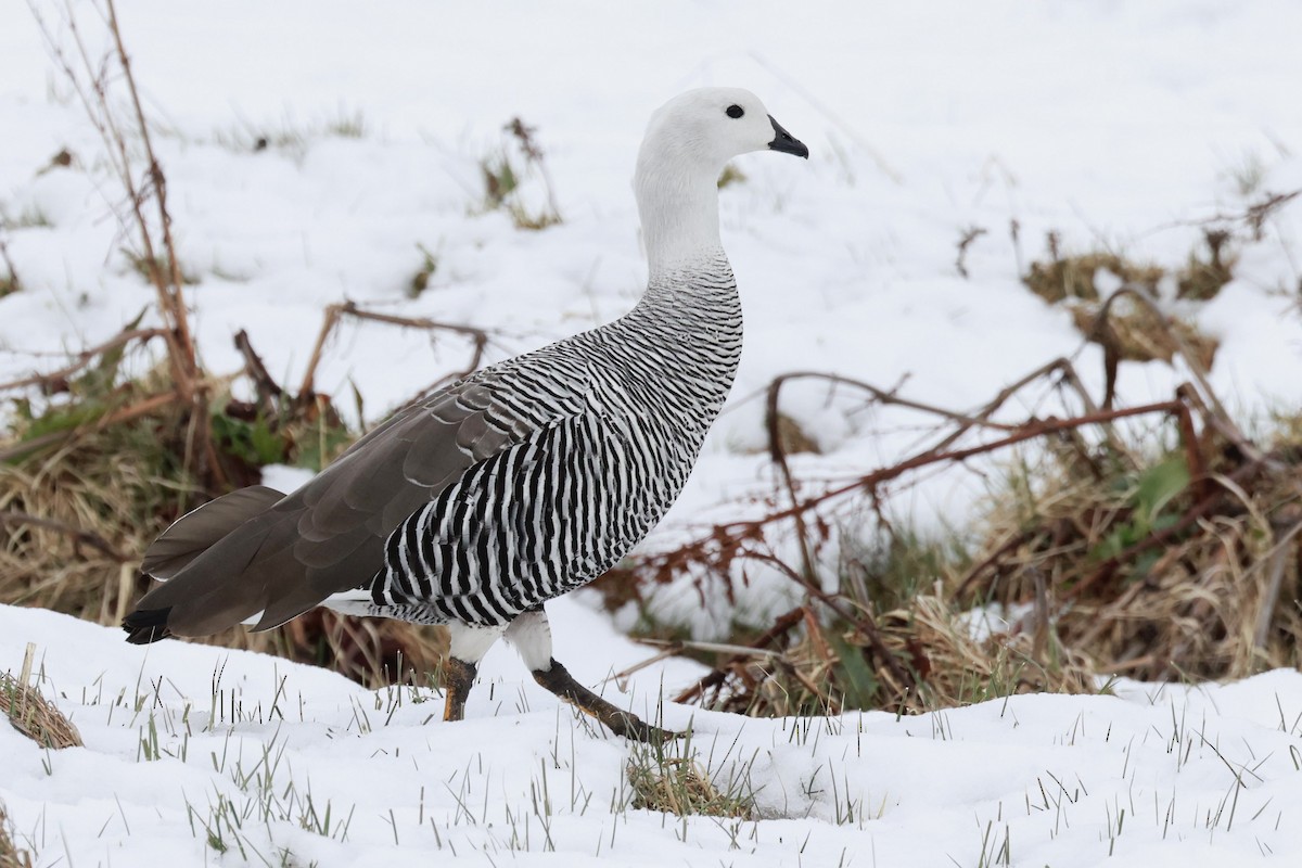 Upland Goose - ML644659041