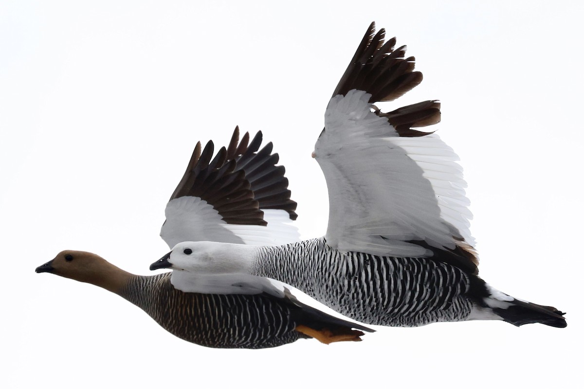 Upland Goose - ML644659042