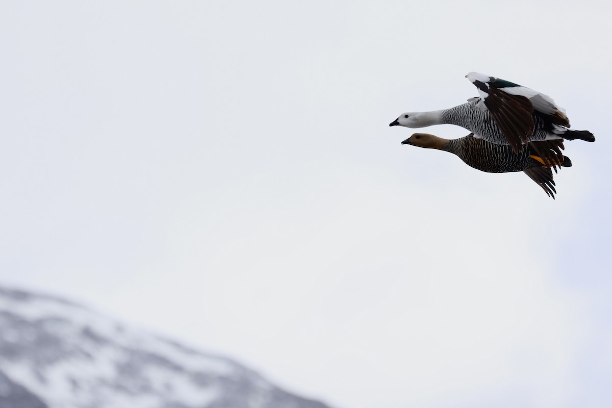 Upland Goose - ML644659043