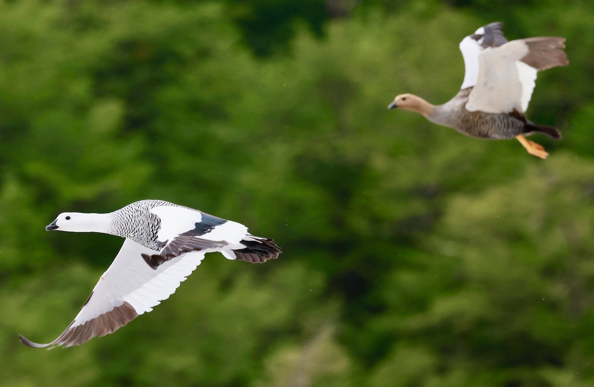 Upland Goose - ML644659044