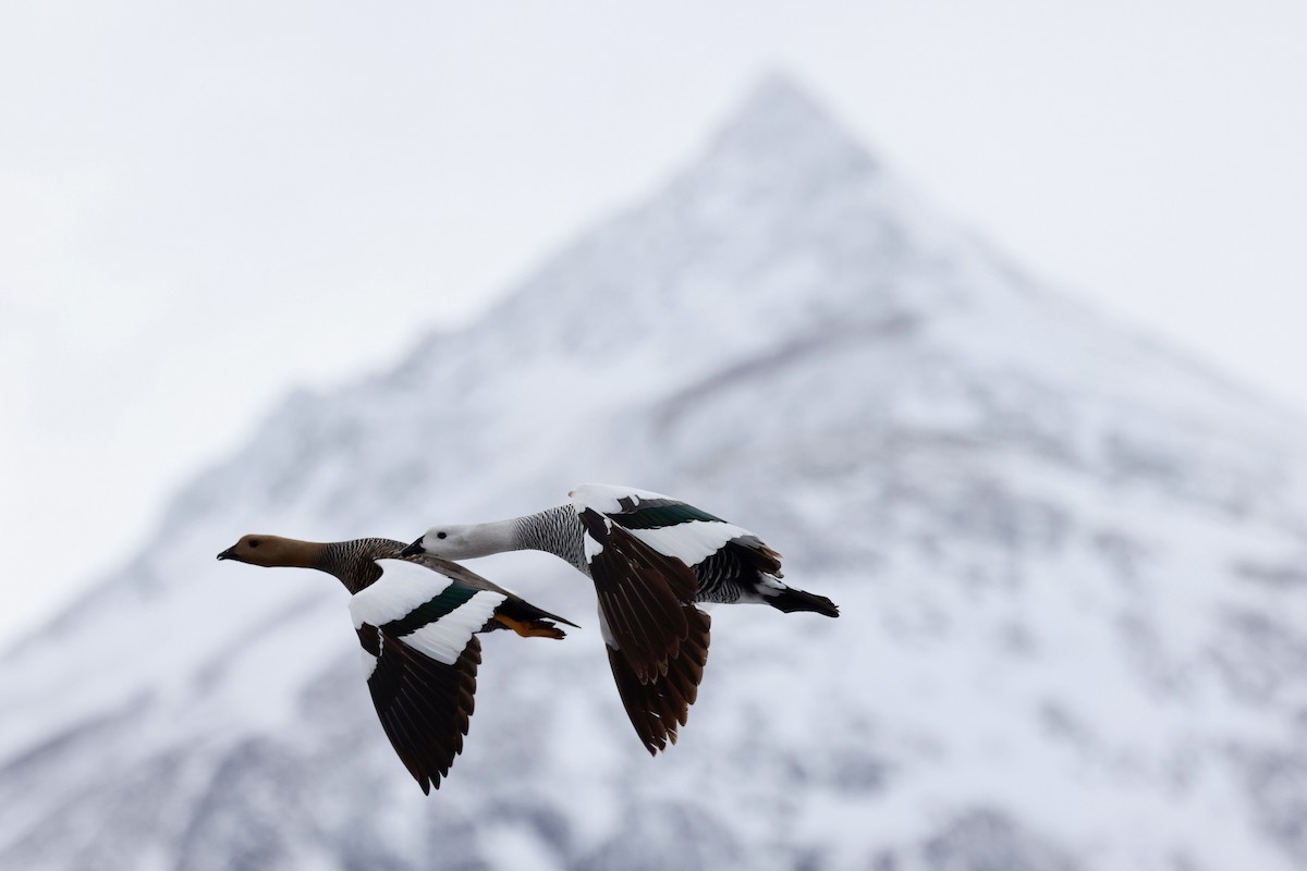 Upland Goose - ML644659045