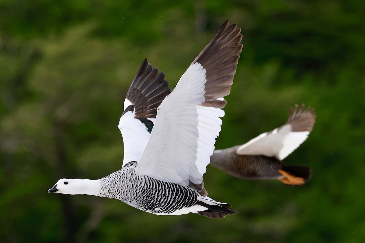 Upland Goose - ML644659046