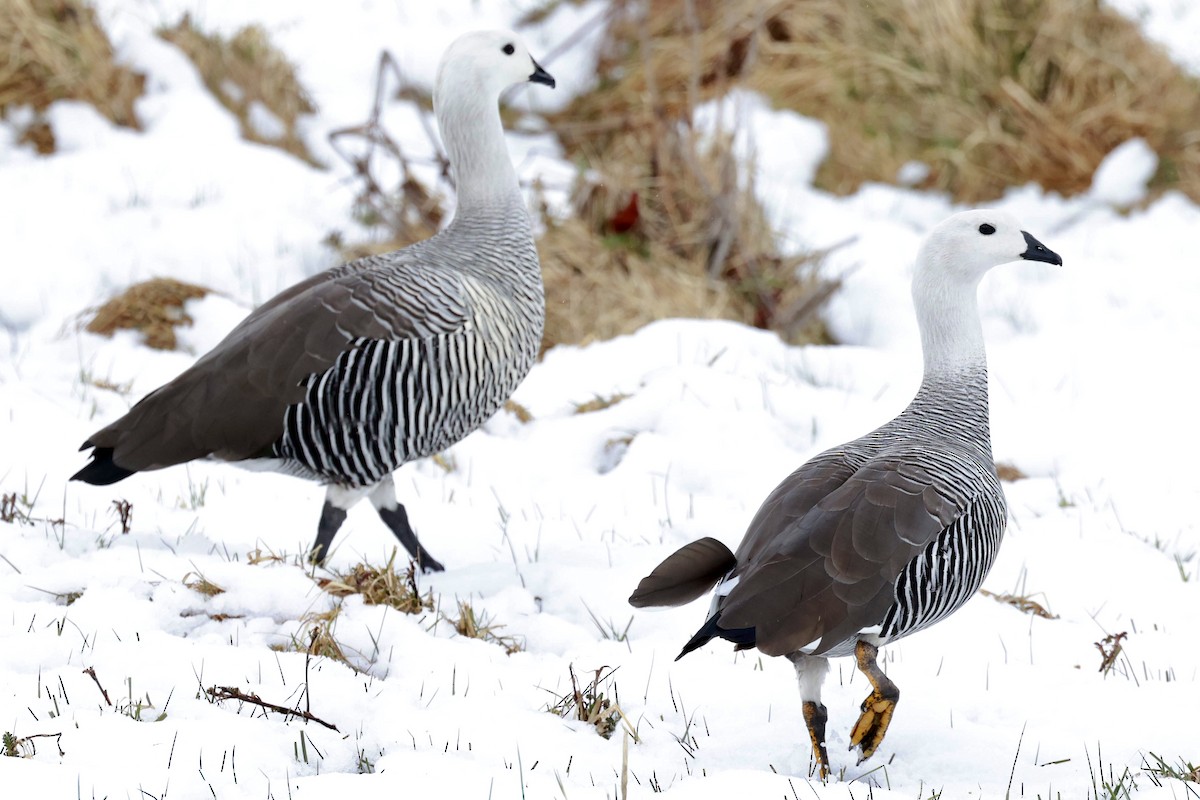 Upland Goose - ML644659047