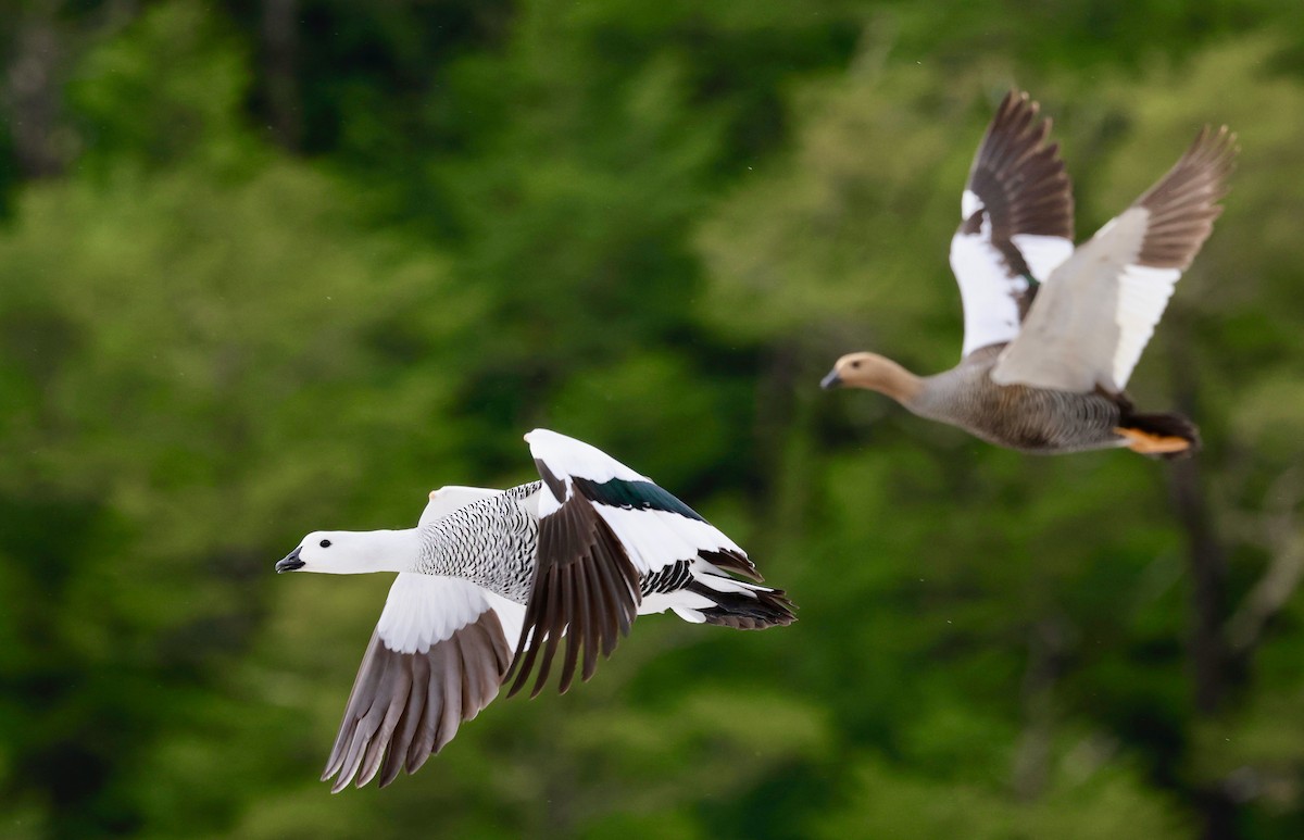 Upland Goose - ML644659048