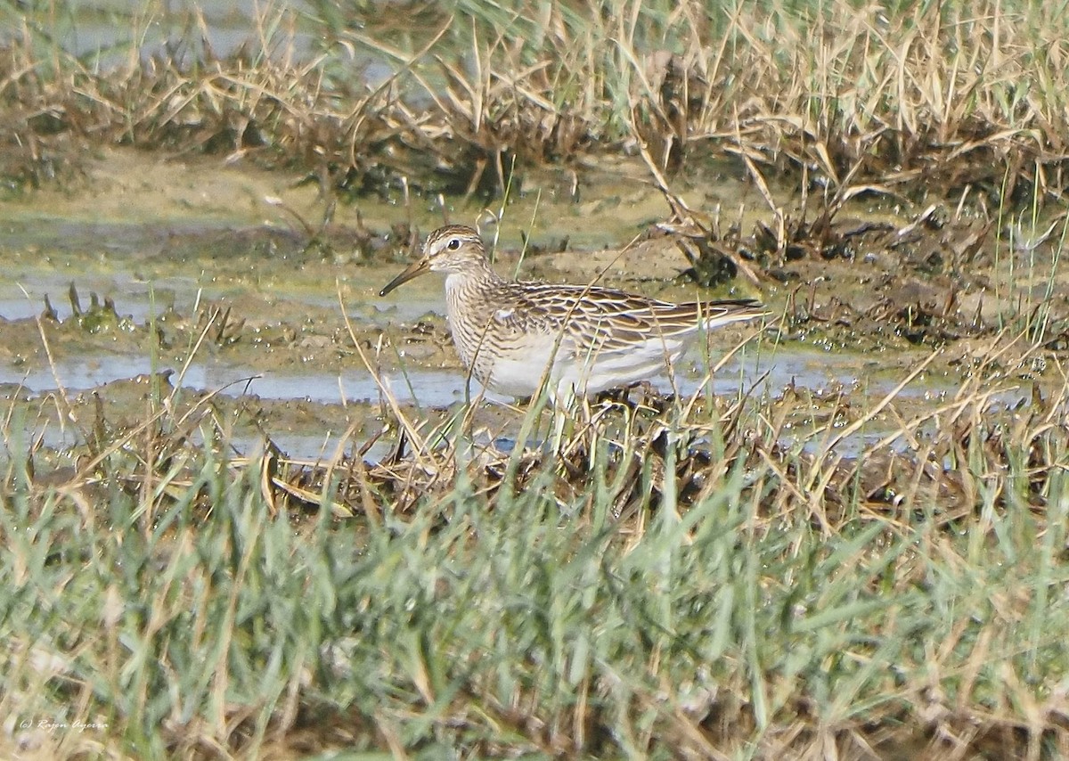 Txirri pektorala - ML644659052