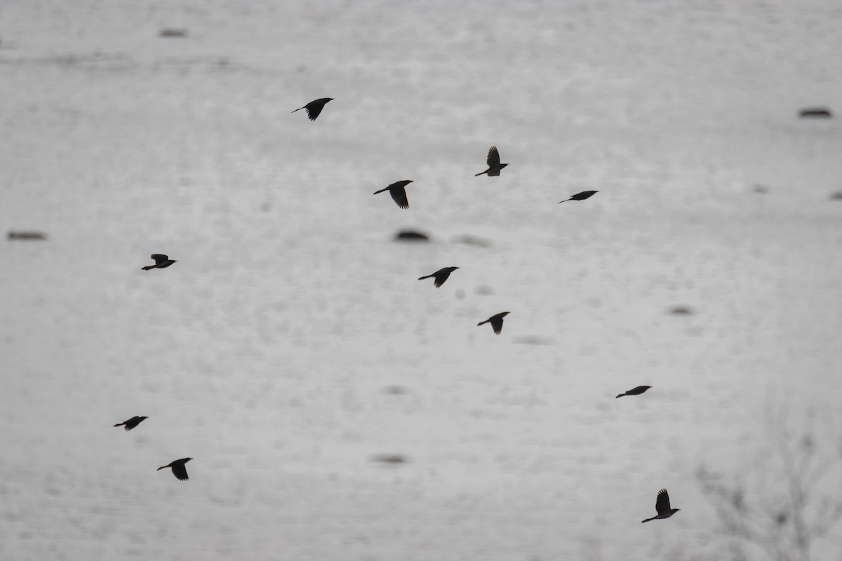 オオクロムクドリモドキ - ML644659053