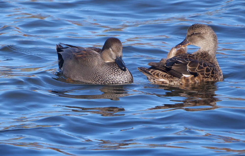 オカヨシガモ - ML644659054