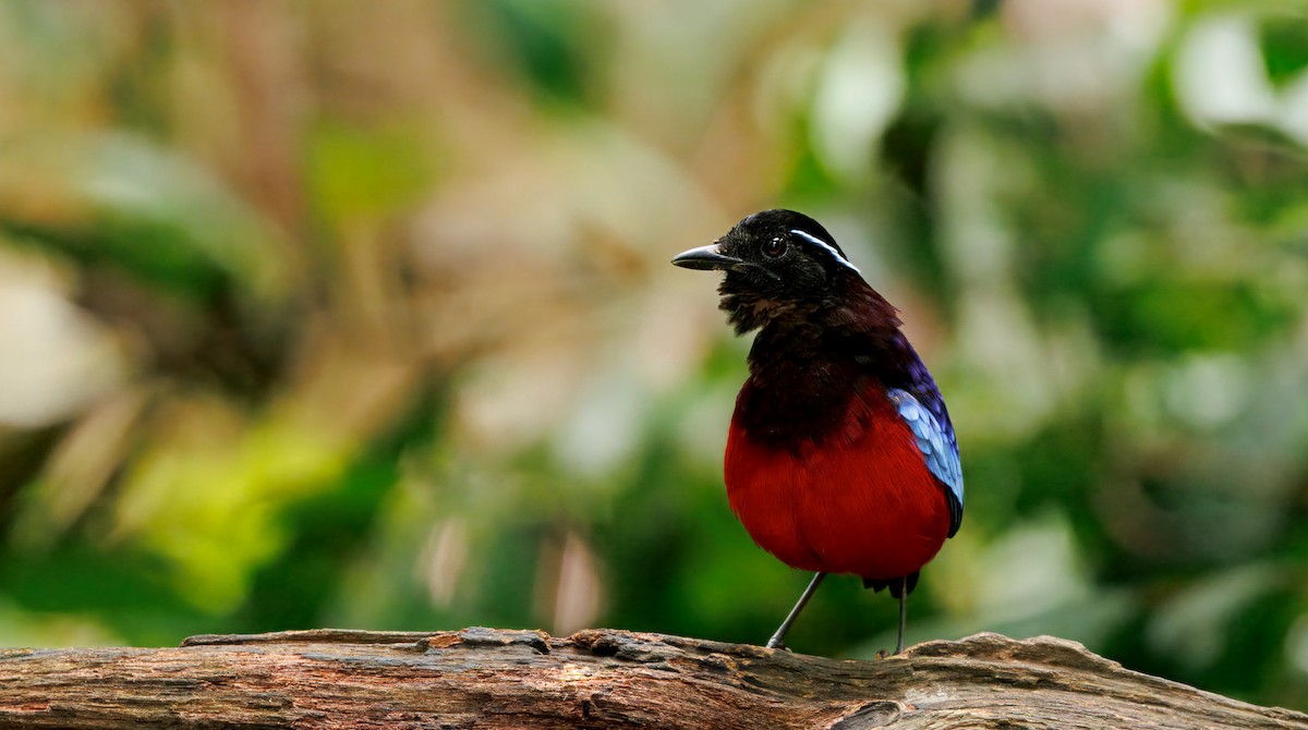 クロアカヤイロチョウ - ML644659055