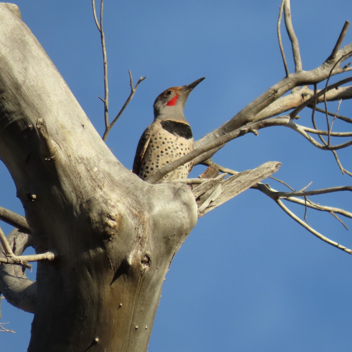 Northern Flicker - ML644659060