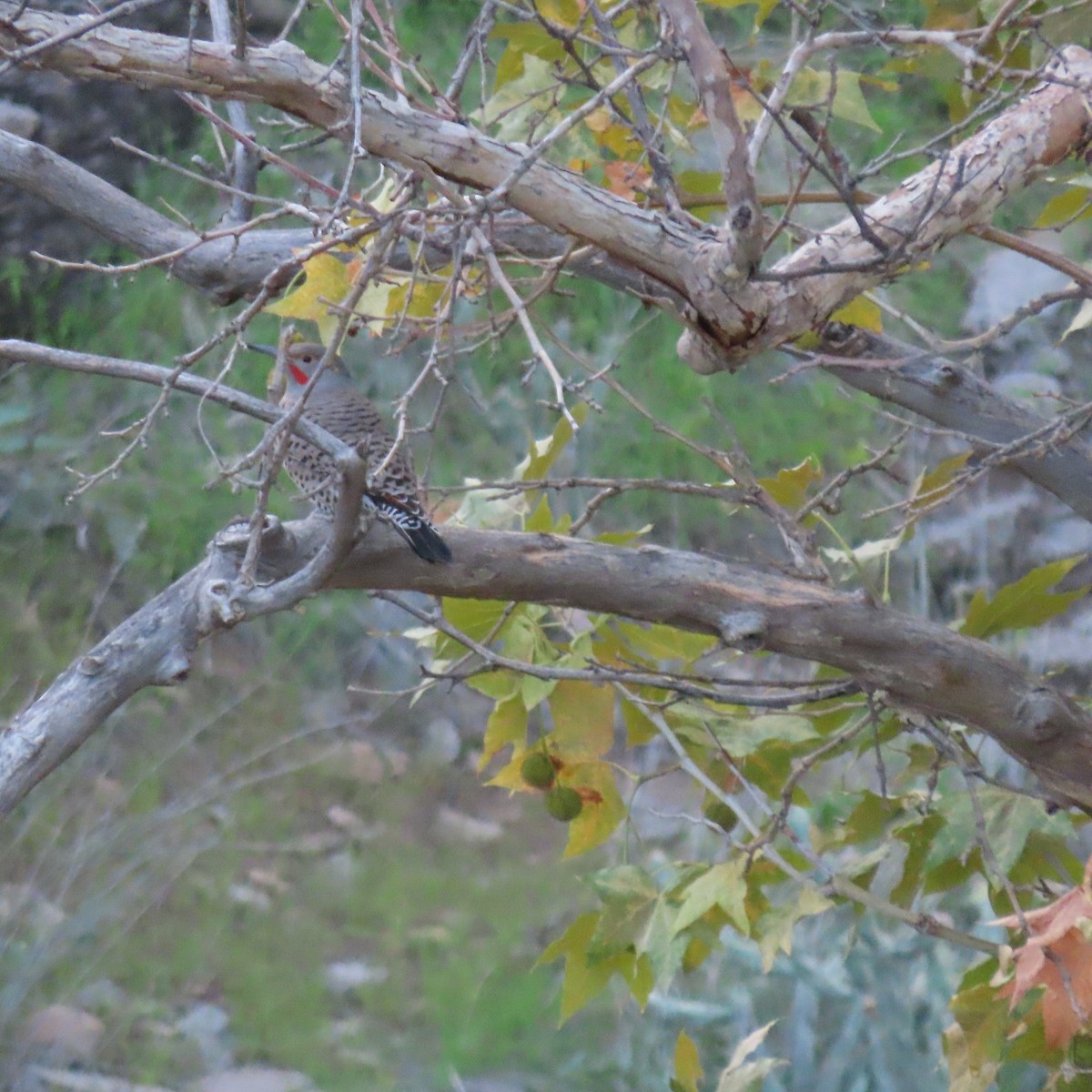 Northern Flicker - ML644659061